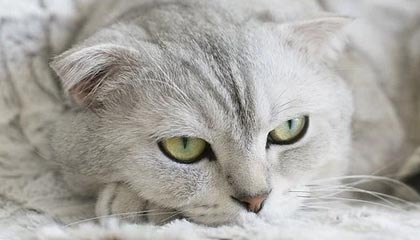 深圳迅辉奥捷智行汽车销售服务有限公司成立，注册资本1000万人民币