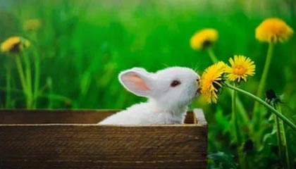 南网数字3月9日龙虎榜数据