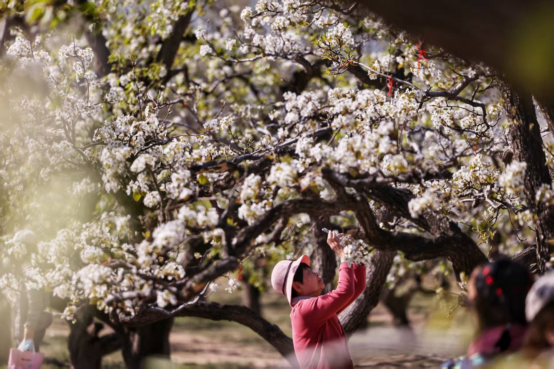 万亩梨花开，大兴庞各庄“梨花+”发展春日经济