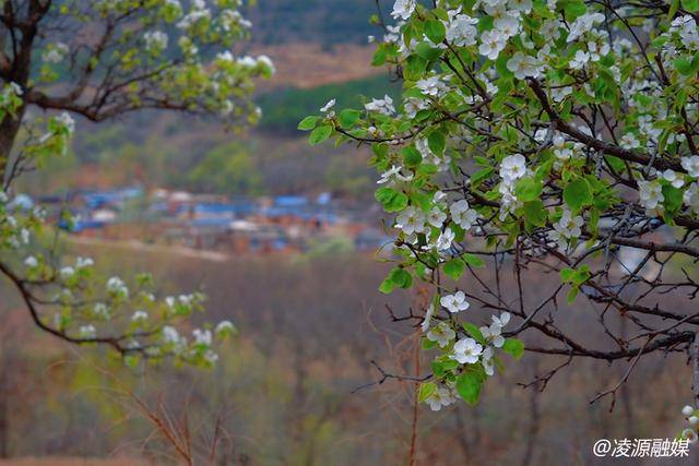 乌兰白镇：梨花与春耕共绘乡村振兴新画卷