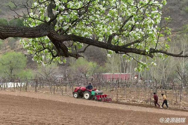 乌兰白镇：梨花与春耕共绘乡村振兴新画卷