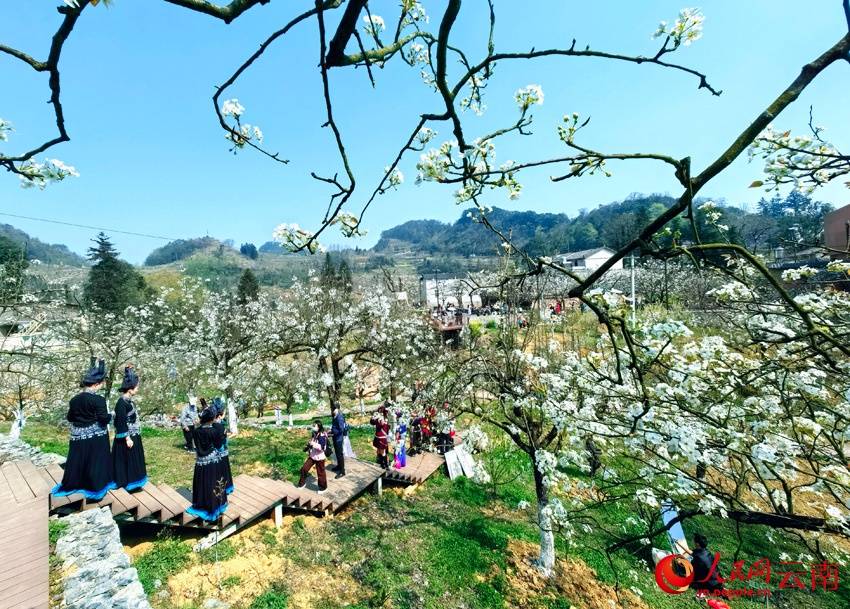 云南广南梨花节开幕 万亩梨花春色浓