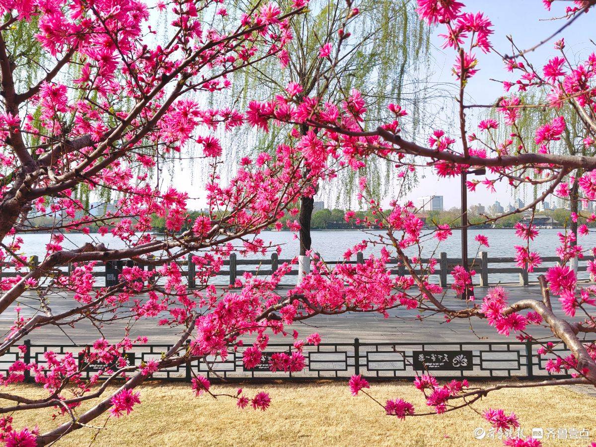 菊花桃绽放“醉”游人