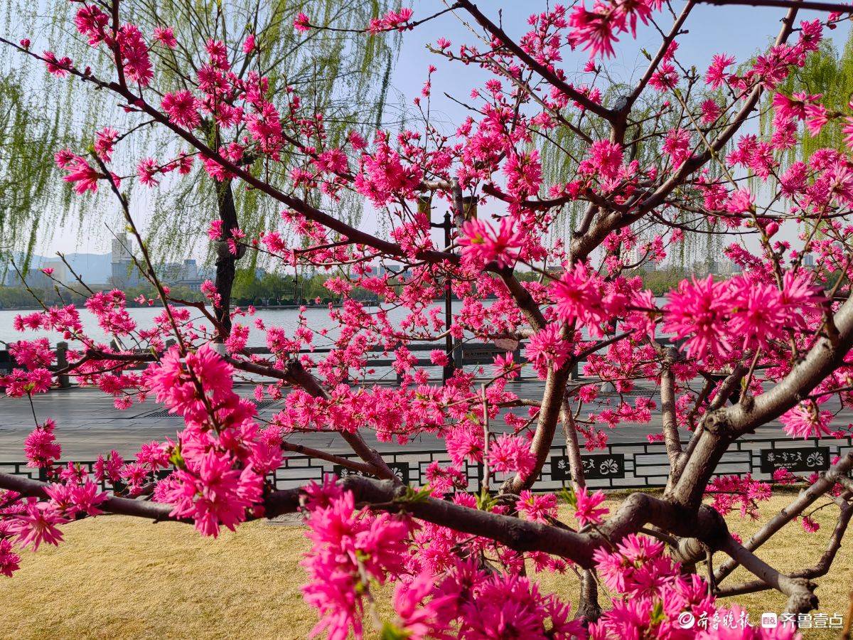 菊花桃绽放“醉”游人