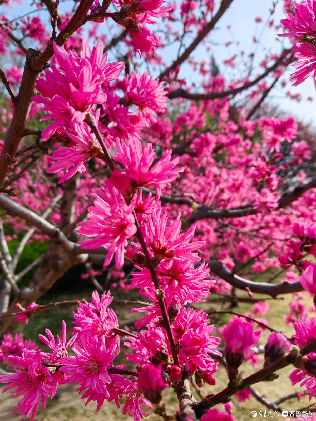 菊花桃绽放“醉”游人