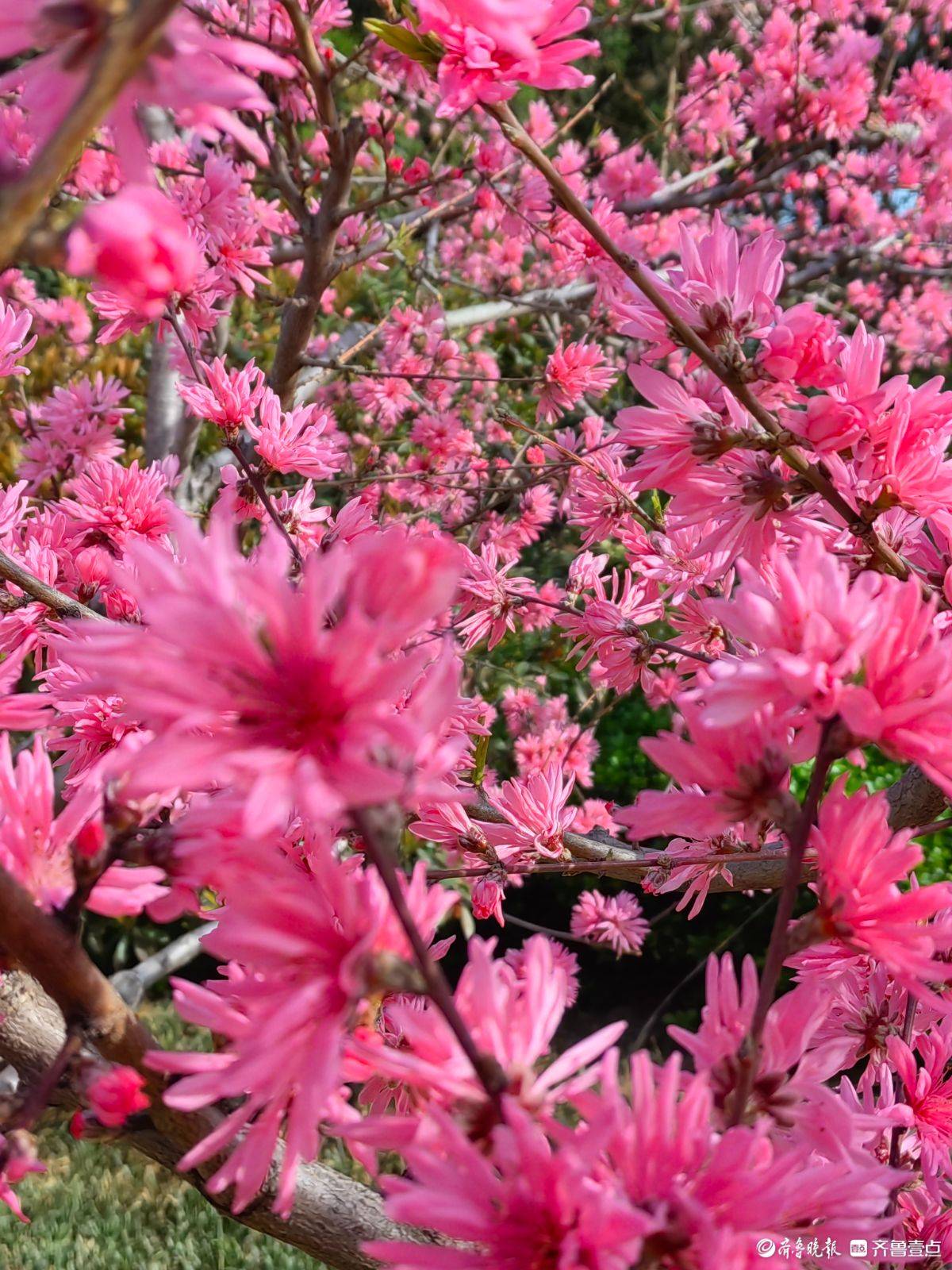 菊花桃绽放“醉”游人