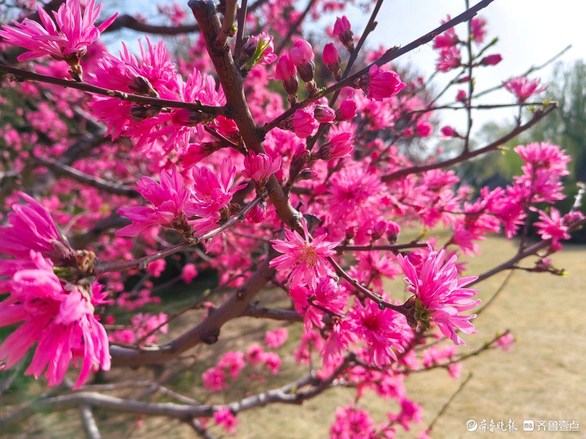 菊花桃绽放“醉”游人