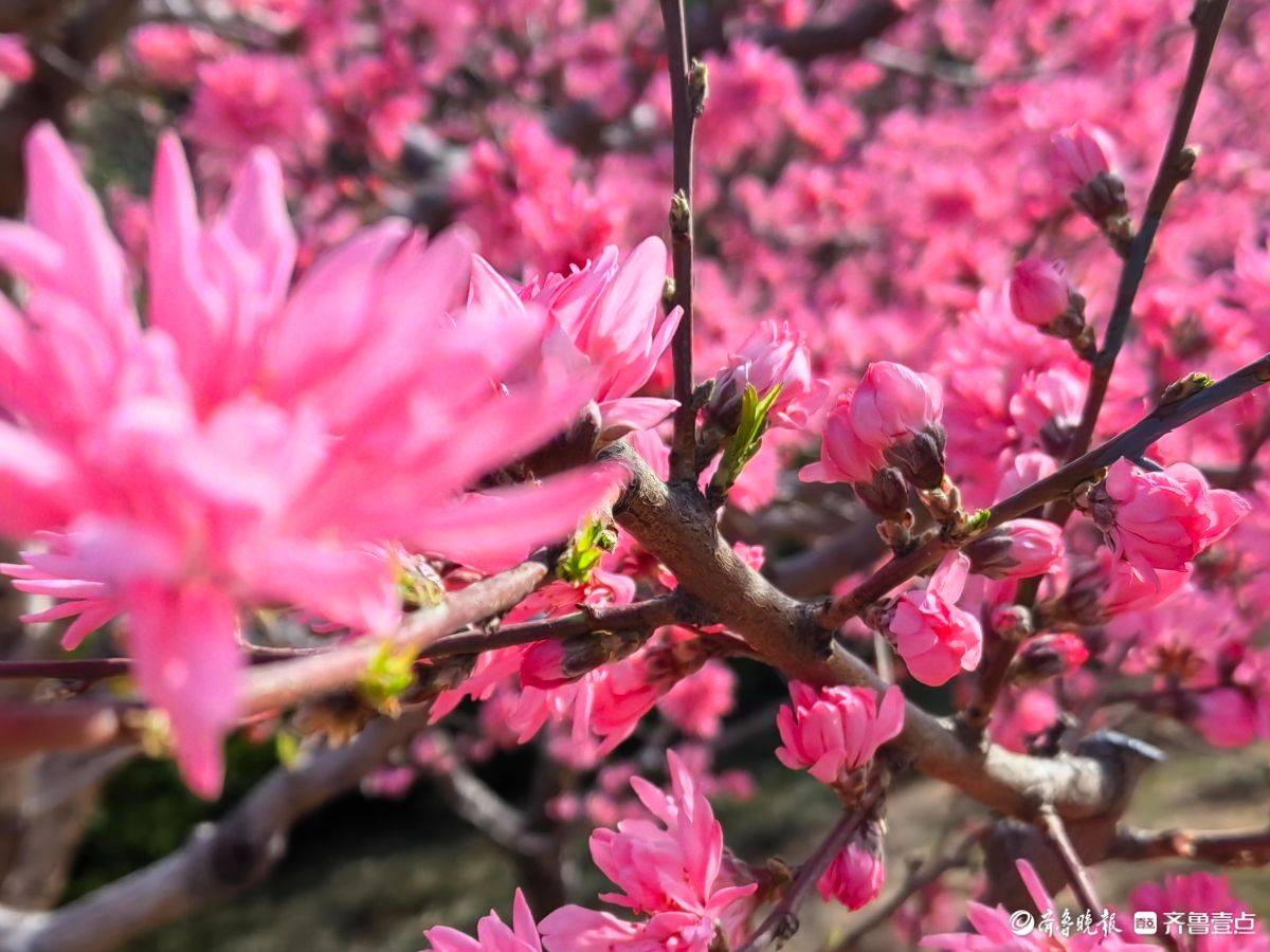 菊花桃绽放“醉”游人