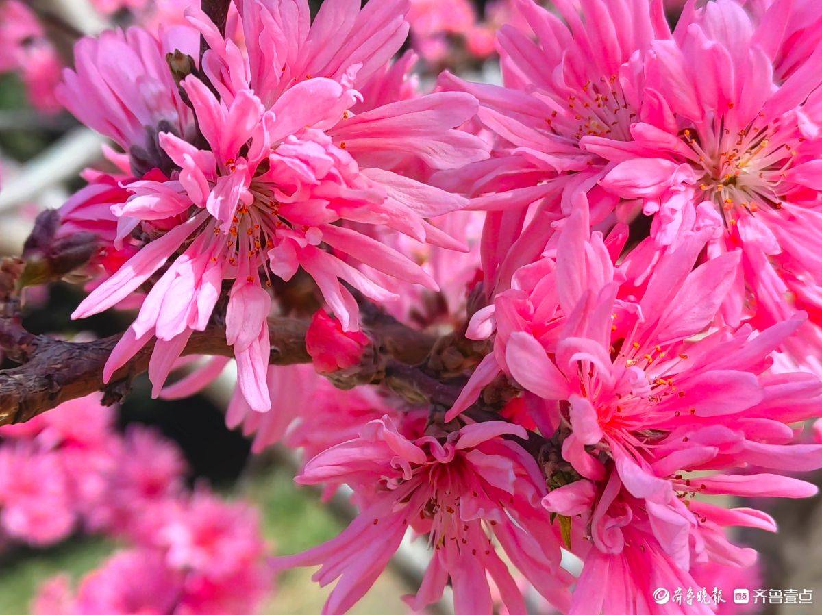 菊花桃绽放“醉”游人