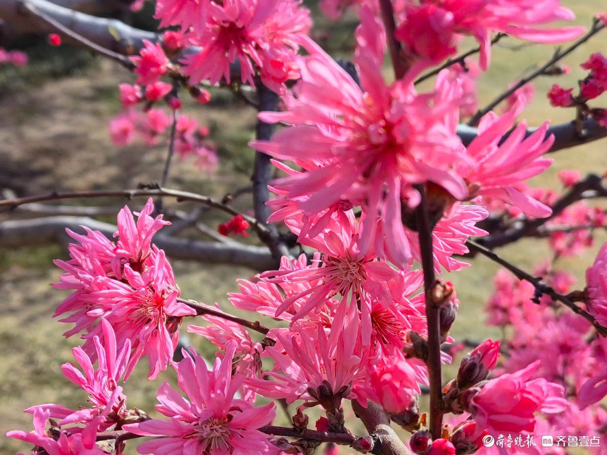 菊花桃绽放“醉”游人