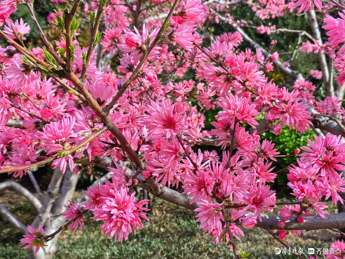 菊花桃绽放“醉”游人