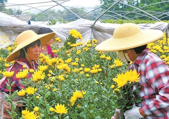 1200余亩菊花迎来采摘旺季