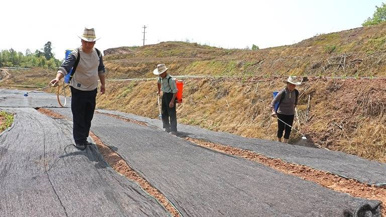 试种野菊花 垫江激活发展新动能