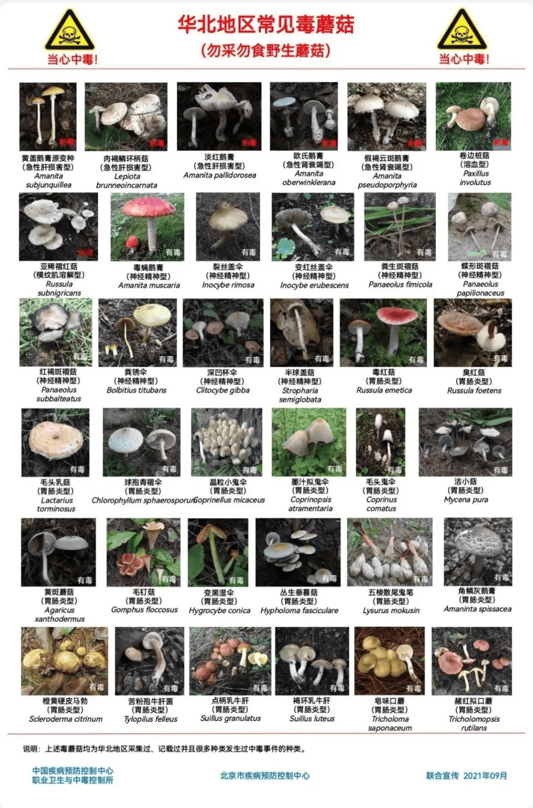 别摘、别买、别吃，可致多器官衰竭