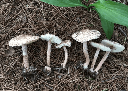 别摘、别买、别吃，可致多器官衰竭