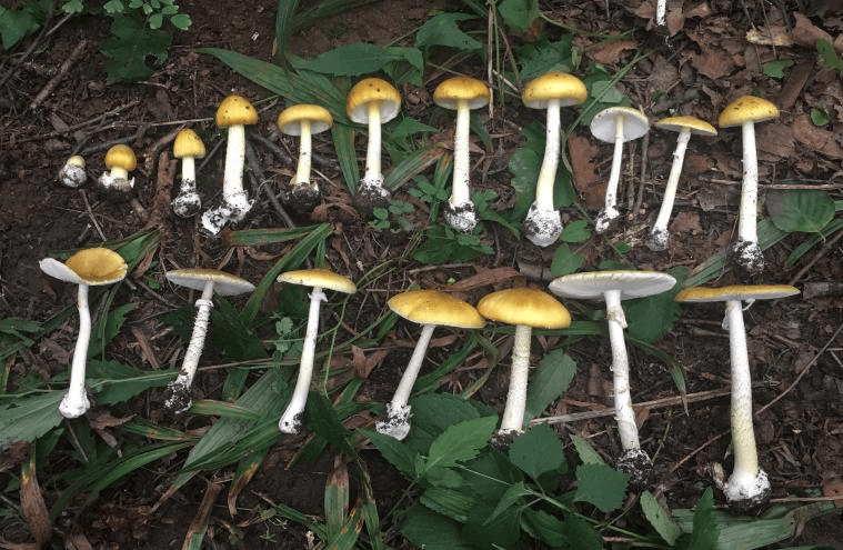 别摘、别买、别吃，可致多器官衰竭