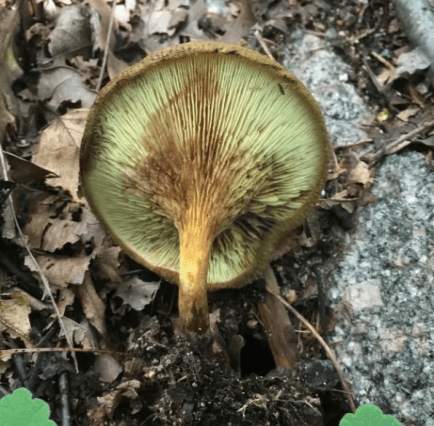 别摘、别买、别吃，可致多器官衰竭