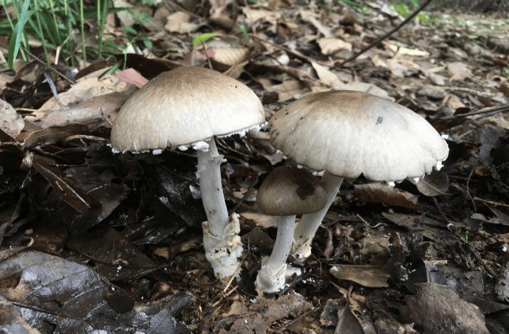 别摘、别买、别吃，可致多器官衰竭