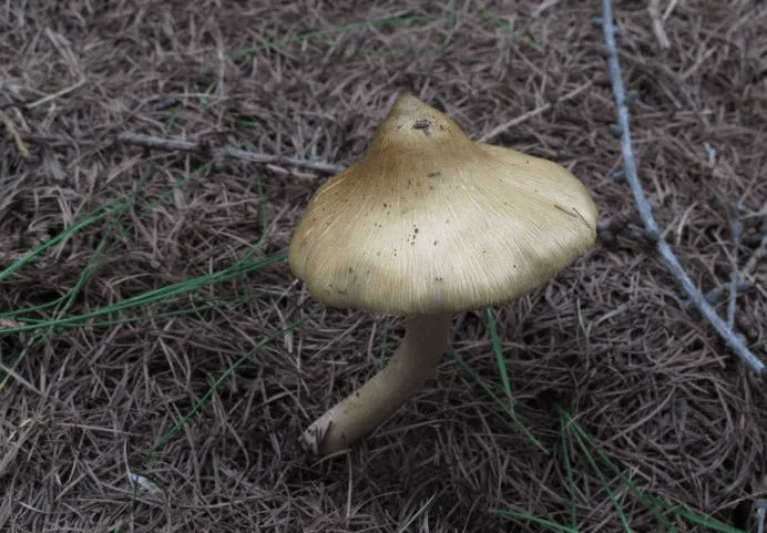 别摘、别买、别吃，可致多器官衰竭