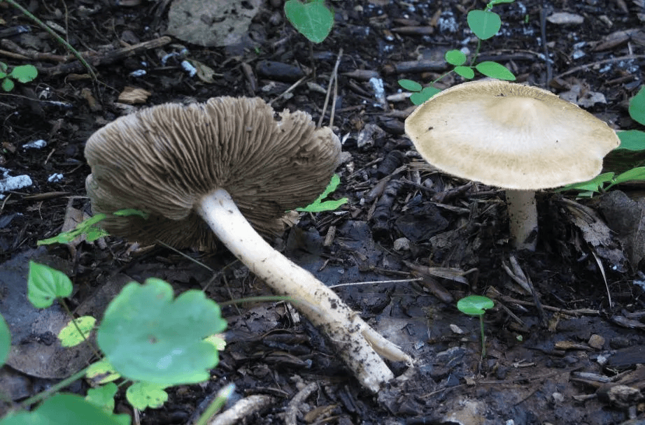 别摘、别买、别吃，可致多器官衰竭