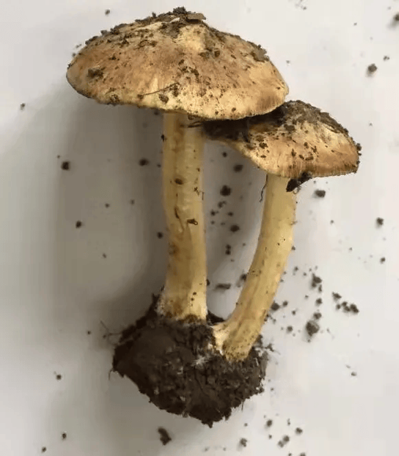 别摘、别买、别吃，可致多器官衰竭