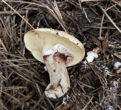 别摘、别买、别吃，可致多器官衰竭