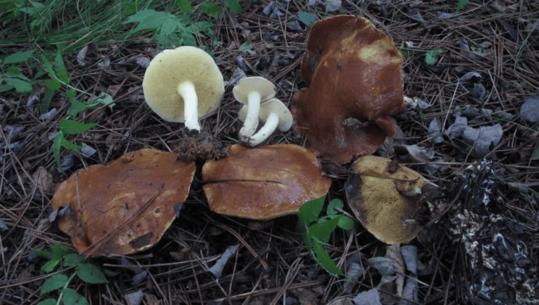 别摘、别买、别吃，可致多器官衰竭