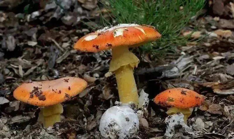 别摘、别买、别吃，可致多器官衰竭