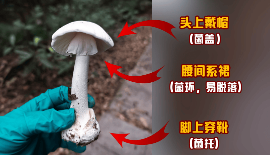 别摘、别买、别吃，可致多器官衰竭