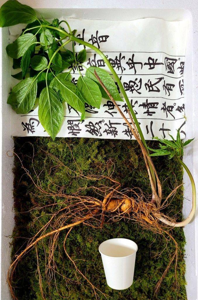 草本虚拟币(草本雪莲膏可以外敷吗)